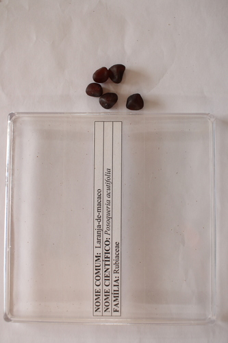 Image of Posoqueria Acutifolia (Posoqueria acutifolia) by (c) Diogo Luiz, some rights reserved (CC BY)
