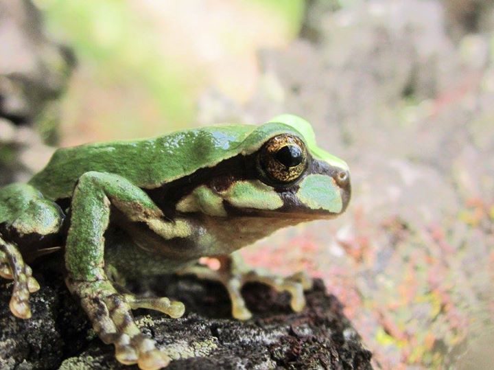 Mixteca Alta Treefrog photo 6