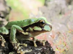 Mixteca Alta Treefrog photo 3