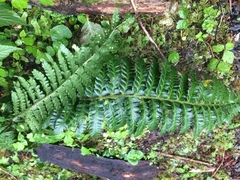 Polystichum setigerum