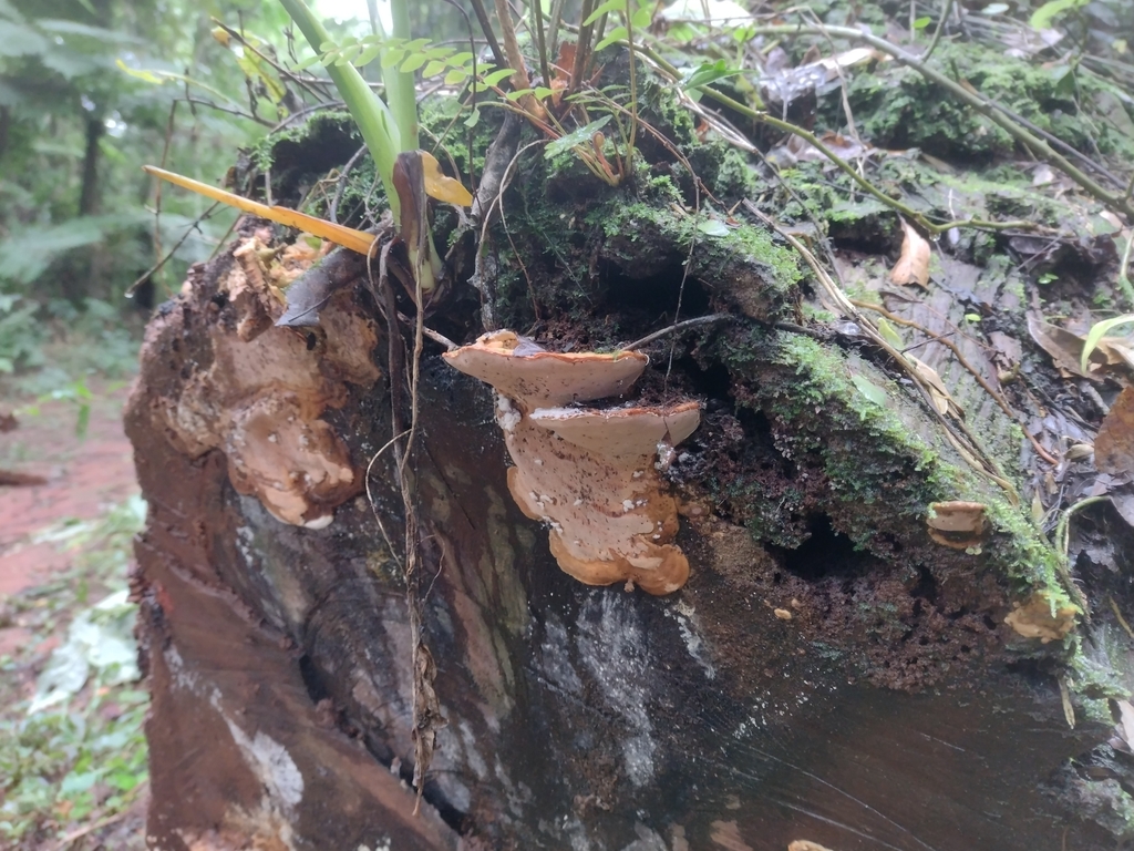 Rigidoporus microporus · May 2025 · photo: © lechuzoologo (iNaturalist, cc-by)