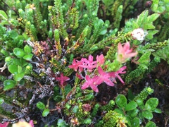 Exobasidium cassiopes