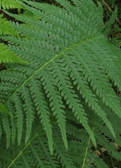 Oreopteris quelpartensis