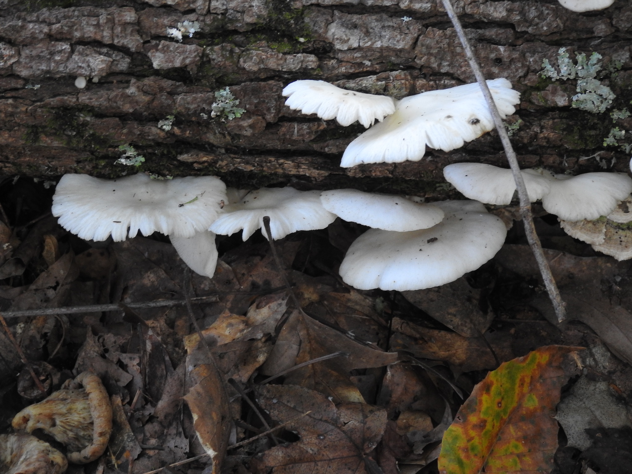 Pleurocybella porrigens image