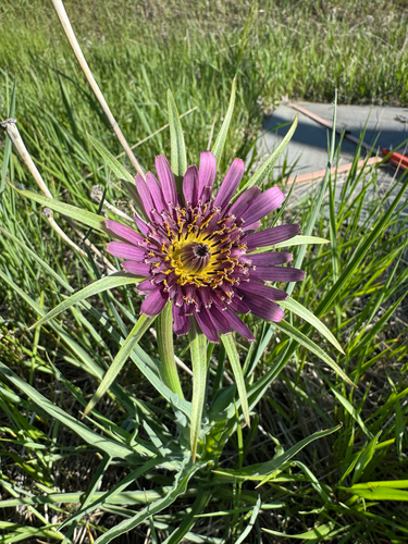 remarkable goatsbeard (Tragopogon mirus)