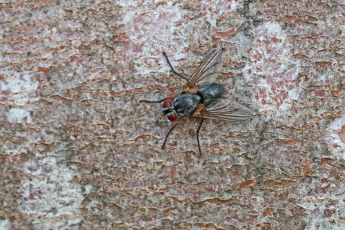 Redtenbacheria insignis