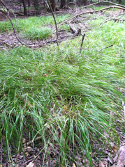 Carex cherokeensis