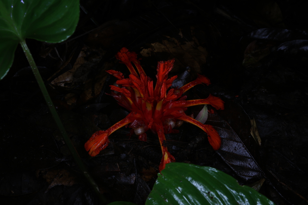 Etlingera coccinea (Etlingera coccinea)