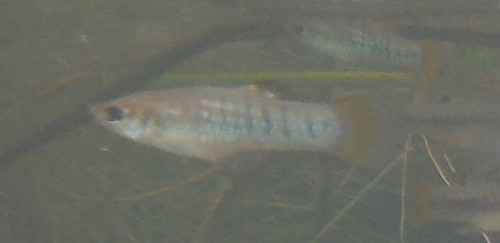Tiburon Peninsula limia (Limia dominicensis) — Poeciliidae