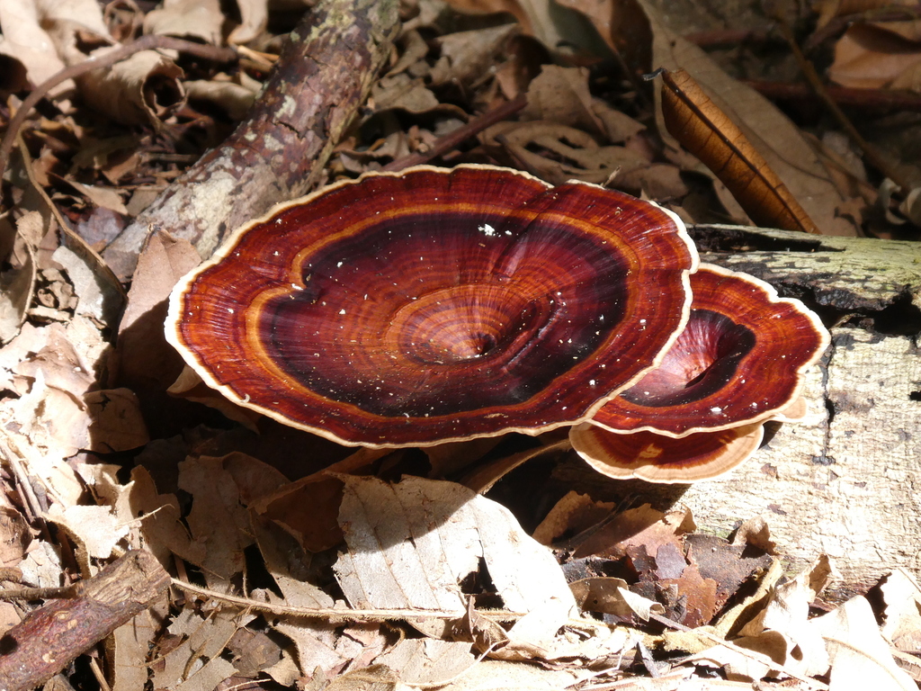 Microporus xanthopus · May 2025 · photo: © brechtverstraete (iNaturalist, cc0)