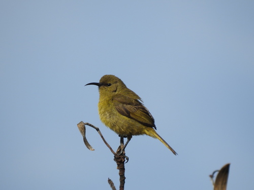 Orange-breasted Sunbird (Anthobaphes violacea), photo 8