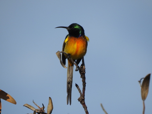 Orange-breasted Sunbird (Anthobaphes violacea), photo 5
