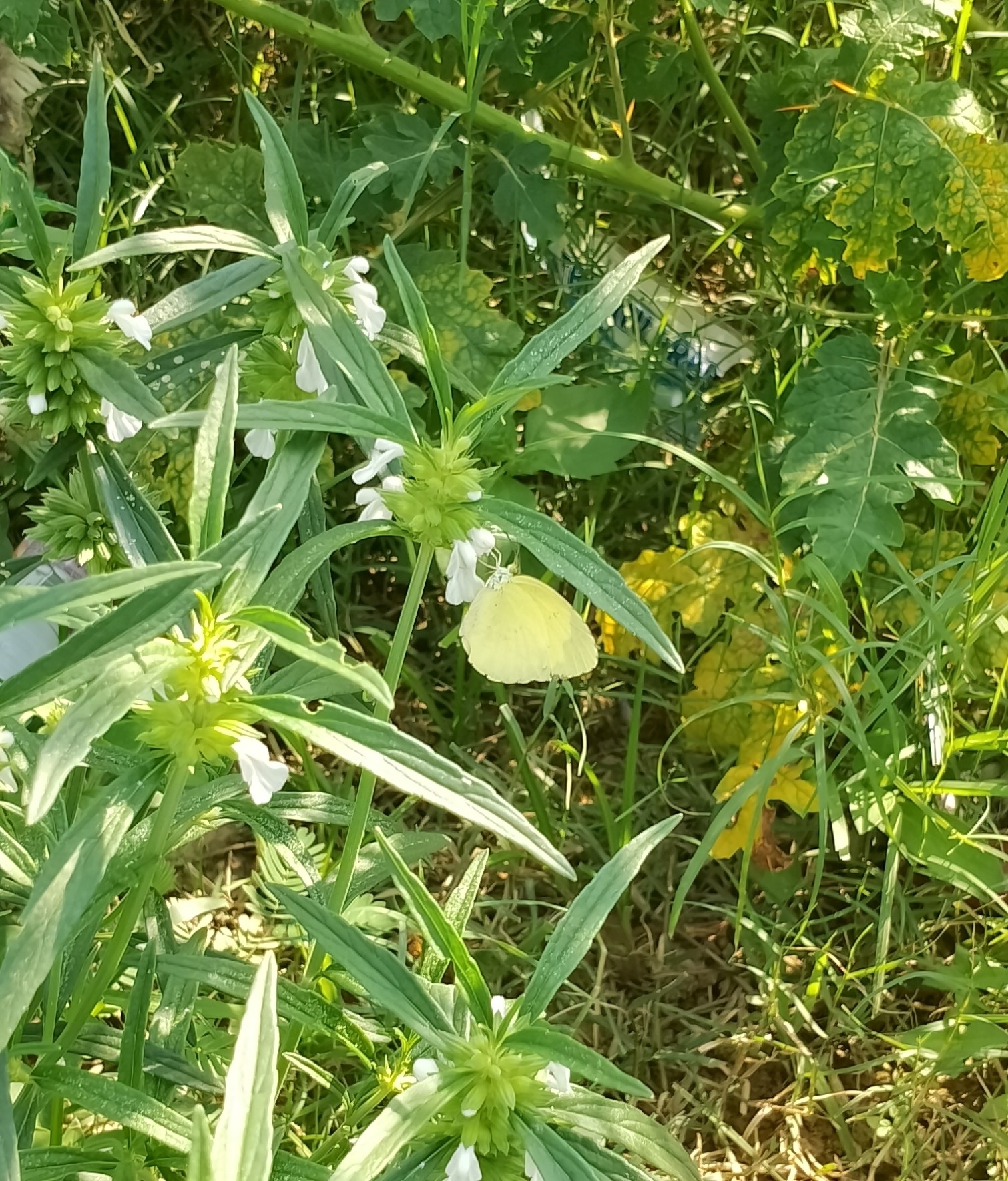 Common Grass Yellow