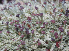 Cladonia parasitica