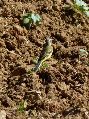 Western Yellow Wagtail
