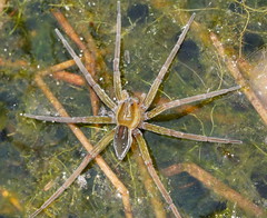 Dolomedes facetus