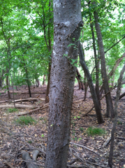 Celtis laevigata laevigata
