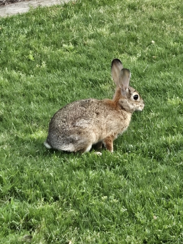 iNaturalist observation photo of Desert Cottontail