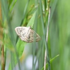 Crocidophora serratissimalis