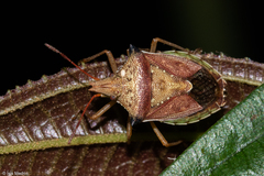 Diceraeus melacanthus