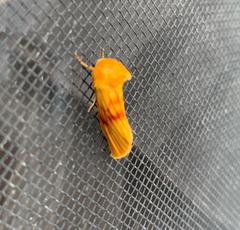 Eulithosia miaiphona
