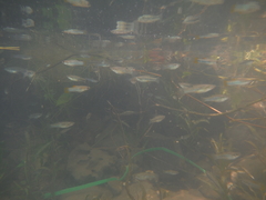 Gambusia pseudopunctata