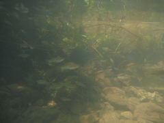 Gambusia pseudopunctata