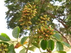 Pterocarpus rohrii