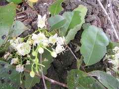Rourea glabra