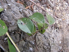 Rourea glabra