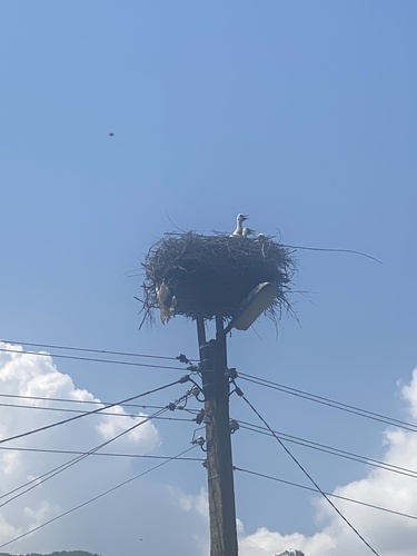 European White Stork