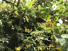 Ephyriades brunnea