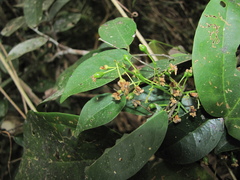 Rourea glabra
