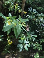 Ephyriades brunnea