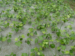 Pterocarpus violaceus