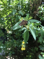 Ephyriades brunnea