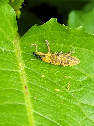 Rhubarb Weevil photo 5