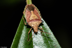 Diceraeus melacanthus
