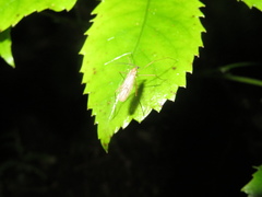Amphineurus insulsus