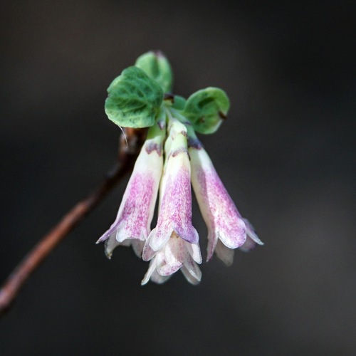 Roundleaf snowberry (Symphoricarpos rotundifolius)