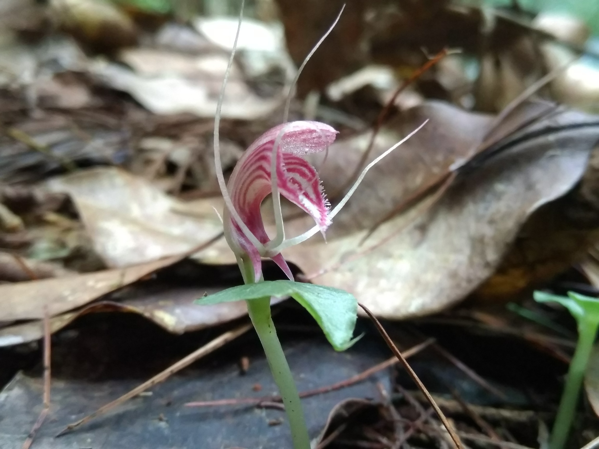 Corybas annamensis