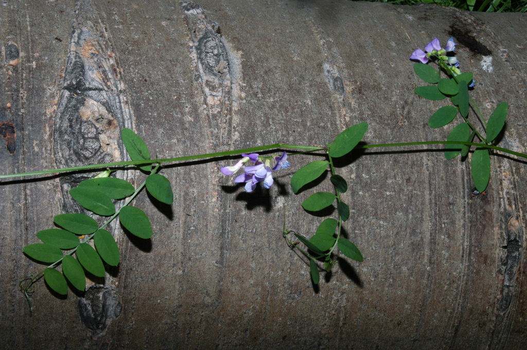 American Vetch from Garfield County, UT, USA on July 19, 2006 at 08:42 ...