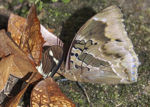 Lesser Blue Charaxes