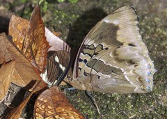 Charaxes numenes aequatorialis
