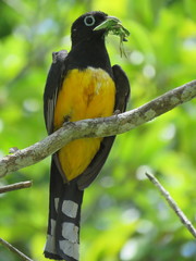 Black-Headed Trogon photo 5