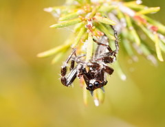 Sandalodes bipenicillatus