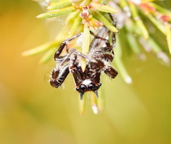 Sandalodes bipenicillatus