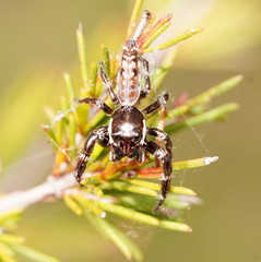 Sandalodes bipenicillatus