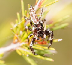 Sandalodes bipenicillatus