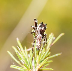 Sandalodes bipenicillatus
